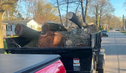 Emergency Tree Services