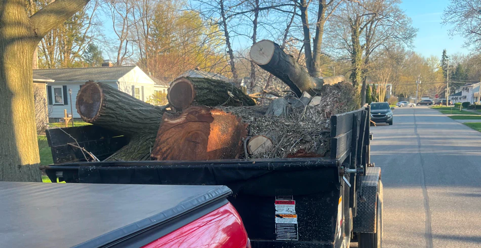 Emergency Tree Services Emergency Tree Services