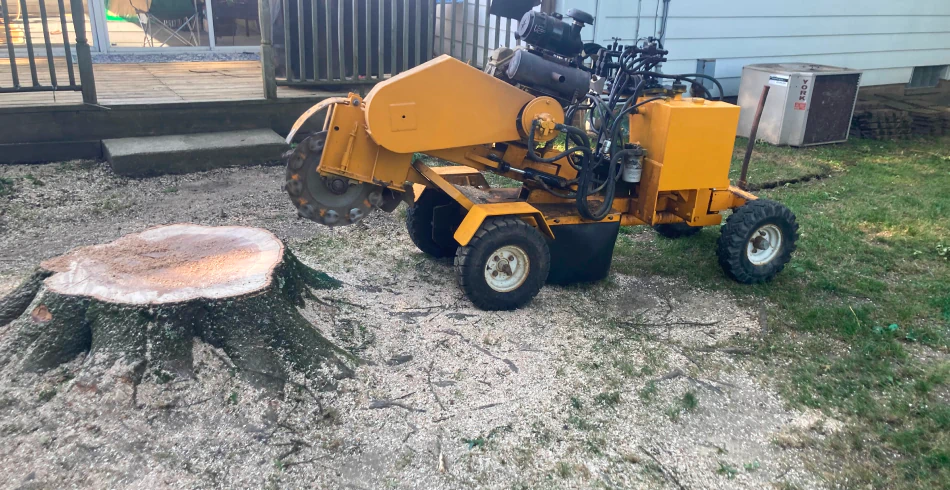 Stump Grinding & Stump Removal (1)