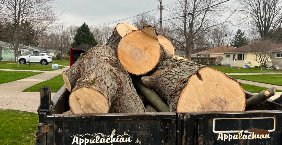 Tree Removal