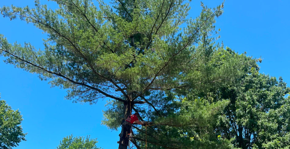Tree Trimming & Pruning (1) Tree Trimming & Pruning (1)