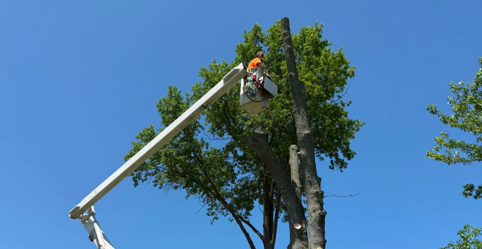 Tree Trimming & Pruning Tree Trimming & Pruning