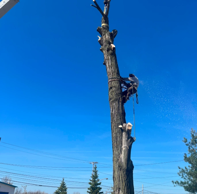 Tree Services